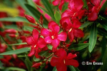 Nerium Oleander
